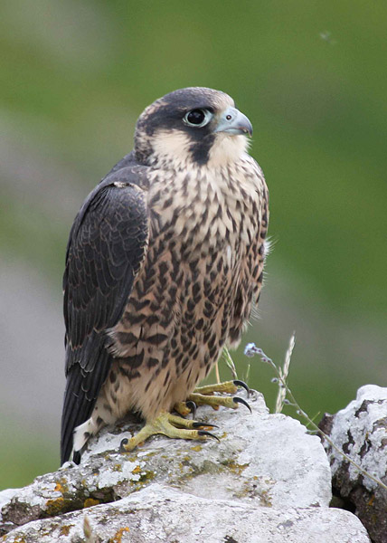 Peregrine Falcon, Malham Cove