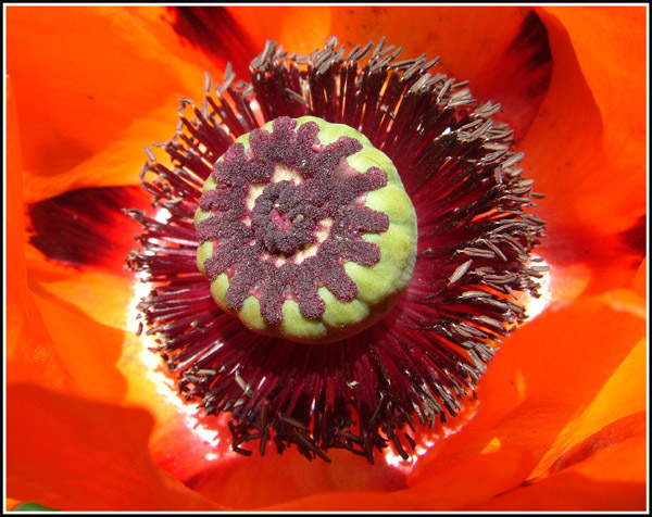 Poppy