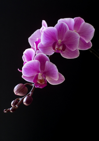 Orchid