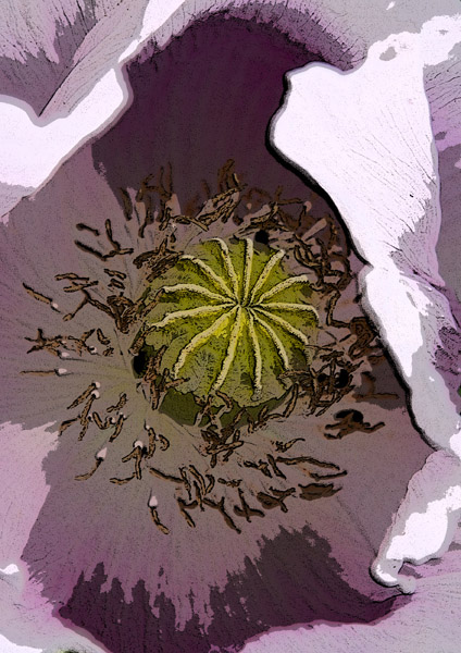Poppy