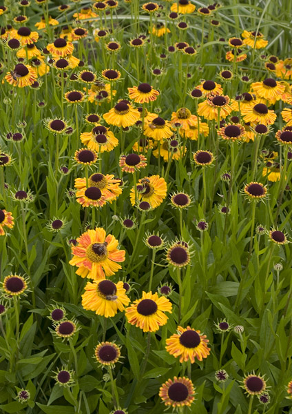 Field of Gold