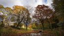 The Enchanted Wood