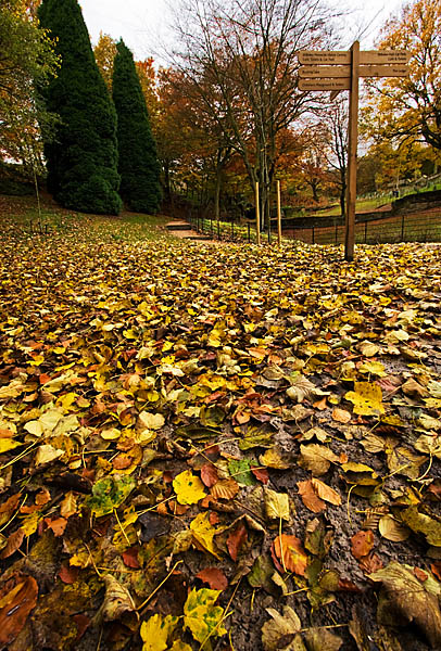 Leaves and Trees