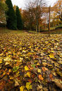 Leaves and Trees