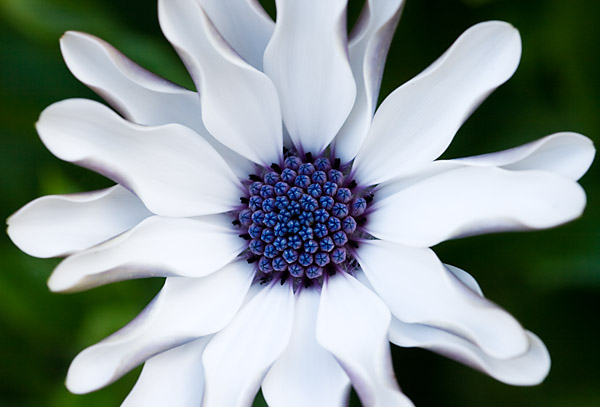 A  New Daisy