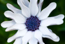 A  New Daisy