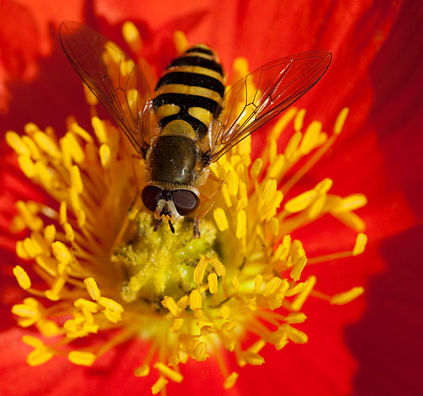 Pollen Hunting