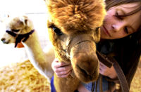 Canberra Show, Llama girl