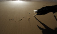 Beach Dog