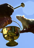 Blessing Of The Pets
