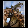 The Tower and the Tree
