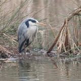 Grey Heron