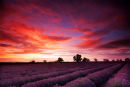 Sunrise over lavender field