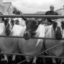 Sheep Awaiting Sale Abergavenny Market