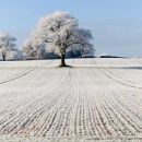Frosted Tree 