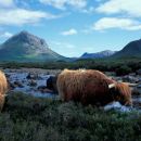 Highland Cattle