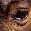 Ponies Eye