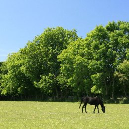 Pony Paddock