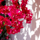 The Colour of Summer