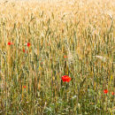 Fields of Gold