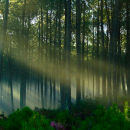 French Pines