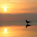 Early Bird
