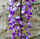 Wisteria against Wall