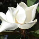 Moorish Magnolia