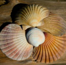 Seashells on Driftwood