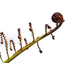 New life, New Zealand