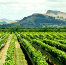 Marlborough Winelands