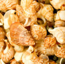 Seashells