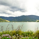 Wild Flowers line Anakiwa Bay