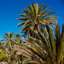 Midday at the Oasis