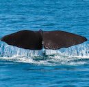 Just a Fluke