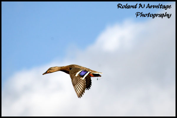 Mallard Duck in Flight