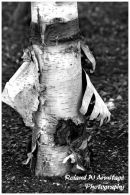 Silver Birch
