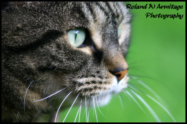 Tabby Cat