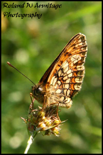 Heath Fritillary Butterfly - Essex
