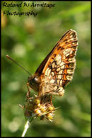 Heath Fritillary Butterfly - Essex
