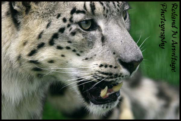 Snow Leopard