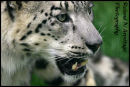 Snow Leopard