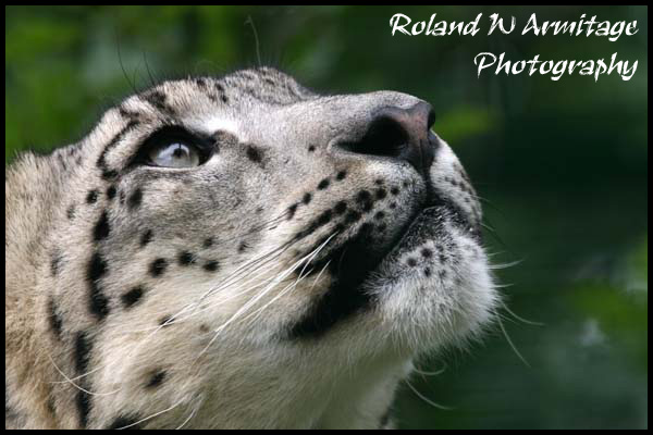 Snow Leopard