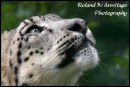 Snow Leopard