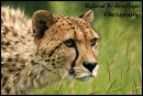 Cheetah