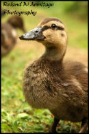 Mallard Duckling
