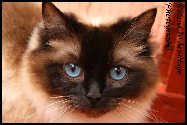 Ragdoll