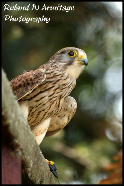 Kestrel
