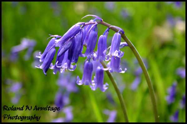 Bluebell (Hyacinthoides non-scripta)
