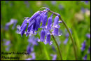 Bluebell (Hyacinthoides non-scripta)